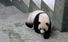 南山竹海里的大熊猫图片