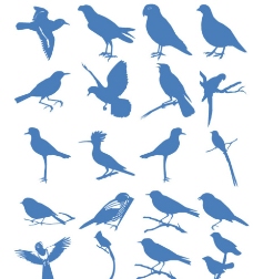 鸟类图片