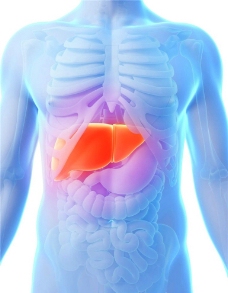 肝脏 人体器官图片