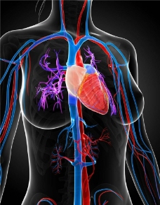 心脏 人体器官图片