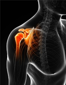 肩部骨骼 人体器官图片