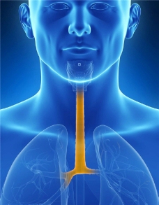 气管 人体器官图片