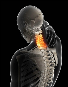 颈椎 人体器官图片