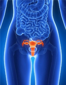子宫人体器官图片