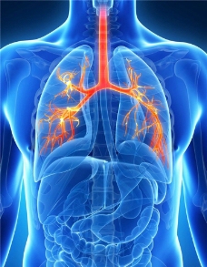 肺部 人体器官图片