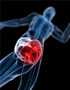 膝盖 人体器官图片