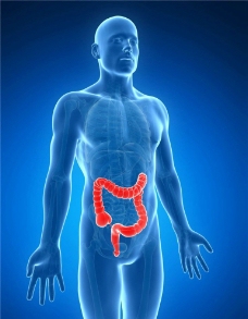 大肠 人体器官图片