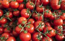 西红柿 番茄图片