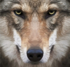 狼 野生动物图片