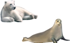 北极熊 海豹图片