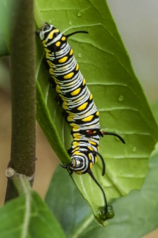 虎斑蝶幼虫图片