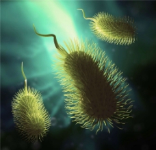 病毒 细菌图片