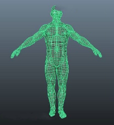 人体模型人体3D模型