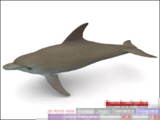 漂亮的海豚模型