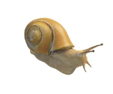 蜗牛3d模型