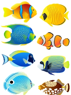 海洋生物 鱼图片