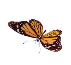 蝴蝶3d模型