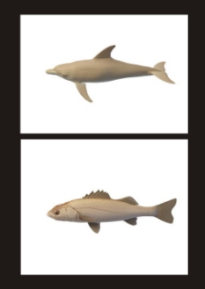 飞鱼海豚3d模型