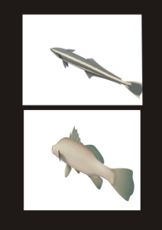 龟头鱼多春鱼3d模型