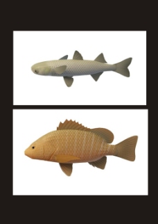 黄鱼3d模型