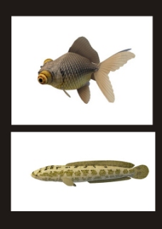 黑金鱼3d模型