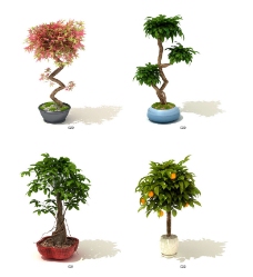 植物模型