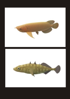 金刺鱼金鳞鱼3d模型