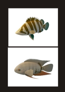 罗非鱼三色龙鱼3d模型
