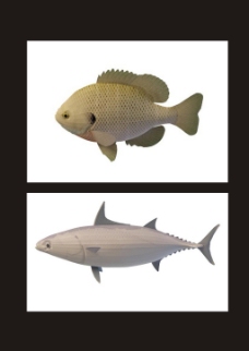 鲅鱼梭子鱼3d模型