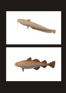 鲶鱼3d模型