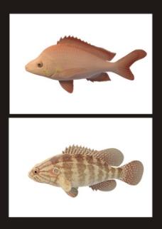 灰斑鱼红齿鱼3d模型