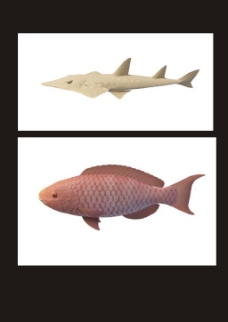 拉氏假鳃鱼3d模型