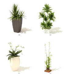 植物模型