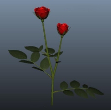 玫瑰花模型