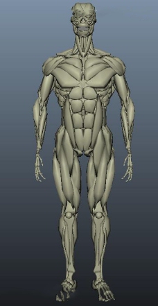 肌肉人体模型人体肌肉模型
