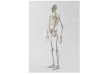 人体模型人体骨骼模型