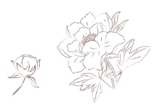 牡丹花和花骨朵