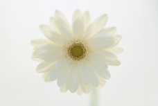 白色花白色菊花图片