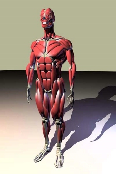 肌肉人体模型人体肌肉模型设计