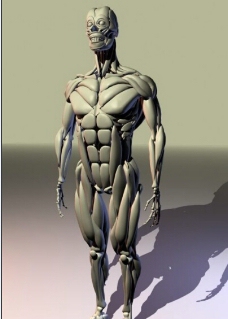 人体模型人体肌肉加骨骼模型