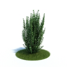 绿色室外植物