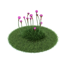 草坪植物