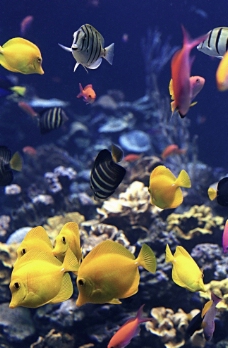 热带鱼海洋海洋生物图片