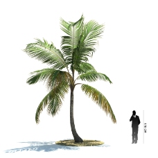 高大的椰树