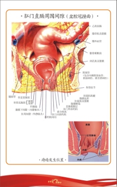 肛肠解剖图