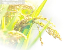 水稻图片 大田作物