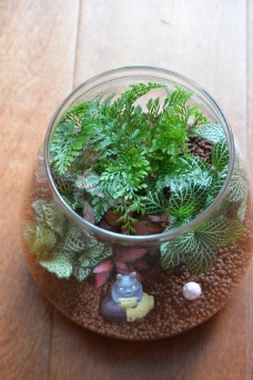 绿色小植物小型盆栽图片