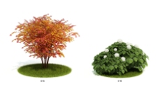 矮植物模型