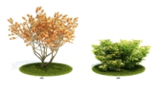 室外植物模型