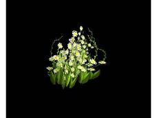 3d野花植物模型